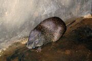 cane rat