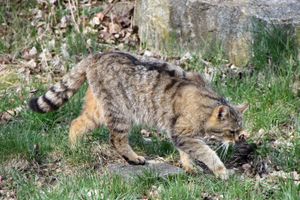 Wildkatze MGH.jpg