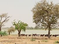 Le lac de Madarounfa 03.jpg