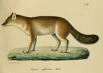 Leopold v. Schrenck - Cuon alpinus.png