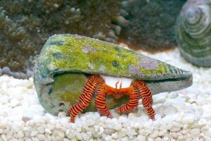Trizopargurus striatus.JPG