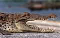 Croc profile (2), NPSPhoto (9255693421).jpg