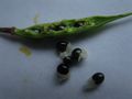 half of pod and seeds with elaiosomes