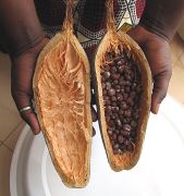 Baobab - seeds from one fruit, Adansonia digitata.jpg