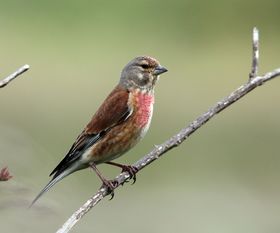 صورة معبرة عن الموضوع عصفور تفاحي
