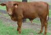 Tuli Bull Calf.jpg