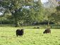 Black sheep Herriard Estate.jpg