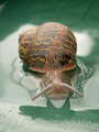 C. aspersa in a pool of water.
