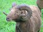 Borris the ram.jpg