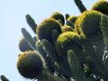 Female (seed) cones