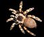 Portal:Arthropods