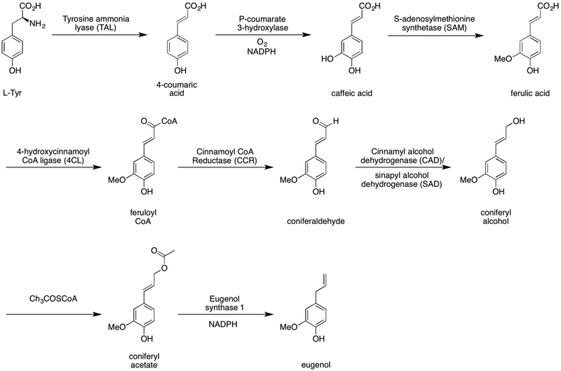 ملف:Eugenol biosynthesis.png