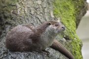 Brown and white mustelid on rock