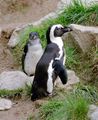 Jackass-Penguin.jpg