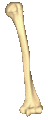 عظم العضد الأيسر.