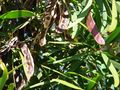 Acacia confusa
