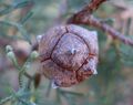 Cupressus duclouxiana - Quarryhill Botanical Garden - DSC03443.JPG