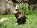 Eurasian black vulture in zoo tierpark friedrichsfelde berlin germany.jpg
