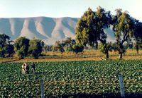 Puebla farmers.jpg