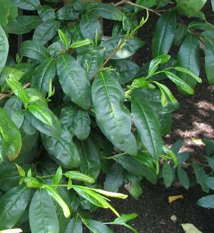 Camellia sinensis - tea - from-DC1.jpg