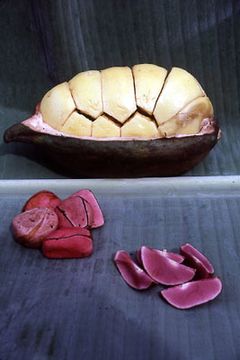 Kolanut.jpg