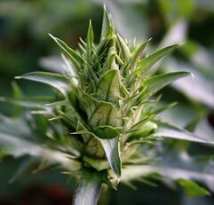 Inflorescence bud of Acanthus balcanicus