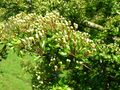 Unopened flower buds of Crataegus monogyna