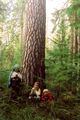 Trunk of the one of the tallest Scots pines in Estonia.
