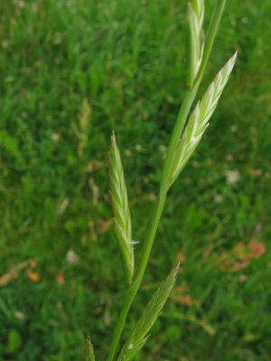 Lolium multiflorum detail.jpeg