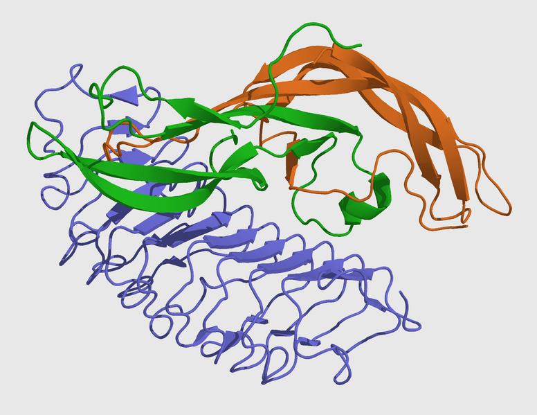 ملف:FSHA+B+receptor 1XWD.png