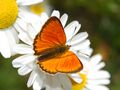 Lycaena virgaureae, male - dorsal view