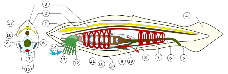 ملف:BranchiostomaLanceolatum PioM.svg