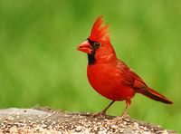 Cardinal.jpg