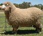 Poll Merino.jpg