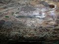 Bark beetle galleries on a Scots Pine trunk.