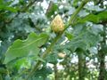 Andricus fecundatrix parthenogenetic generation, Oak artichoke gall.