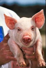 Fine white haired, pink-skinned Sus scrofa