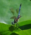Blue dasher, (Pachydiplax longipennis), Wichita, Kansas, USA