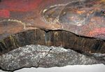 Goethite-hematite (Biwabik Iron-Formation, Paleoproterozoic, ~1.878 Ga; Embarass Mine, Mesabi Iron Range, Minnesota, USA) 6 (33825160504).jpg