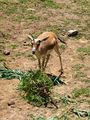 Goitered Gazelle