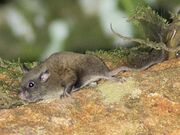 scaly-tailed squirrel