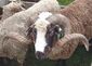 Arapawa merino.jpg