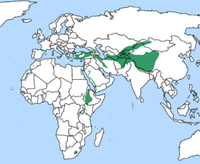 صورة معبرة عن الموضوع نسر ملتحي