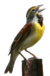 Dickcissel male perched on a metal pole singing, with neck stretched and beak open.