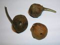Sectioned gall showing central 'cell' and inquiline chamber; exit-hole and a possibly parasitised stunted gall specimen.