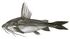 Silurus costatus now in Platydoras sketch of Gronow 1754.jpg