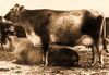 AMZ cattle.jpg