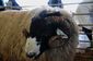Rough Fell ram.jpg