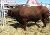 Santa Gertrudis bull.JPG