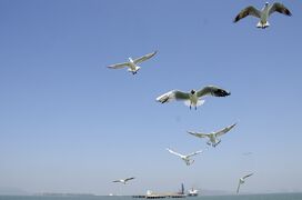 Seagulls seen en route to Elephanta Island